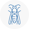 Wetheral Wasp Nest Removal